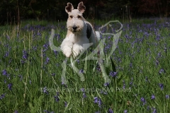 Terrier - Wire Fox
