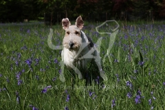 Terrier - Wire Fox
