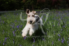 Terrier - Wire Fox