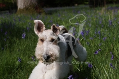 Terrier - Wire Fox