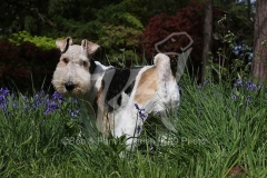 Terrier - Wire Fox