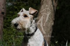 Terrier - Wire Fox