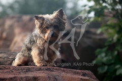 Terrier - Yorkshire