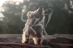 Terrier - Yorkshire