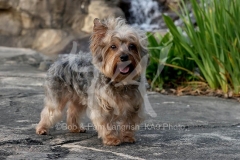 Terrier - Yorkshire