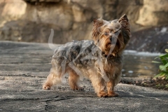 Terrier - Yorkshire