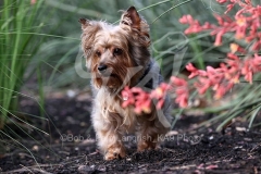 Terrier - Yorkshire