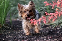 Terrier - Yorkshire