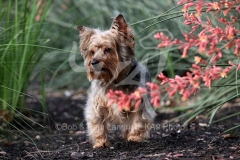 Terrier - Yorkshire