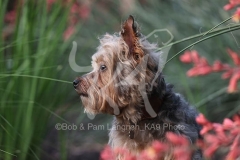 Terrier - Yorkshire