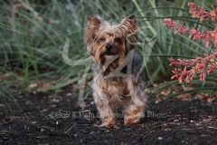 Terrier - Yorkshire