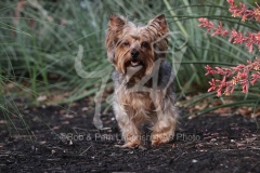 Terrier - Yorkshire