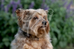 Terrier - Yorkshire