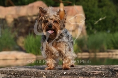 Terrier - Yorkshire