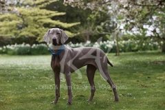 Weimaraner