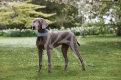 Weimaraner