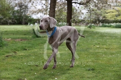 Weimaraner