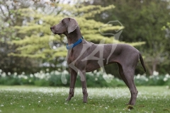 Weimaraner