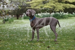 Weimaraner