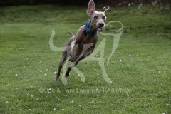 Weimaraner