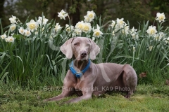 Weimaraner