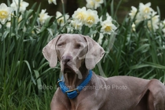 Weimaraner