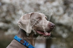Weimaraner