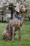 Weimaraner