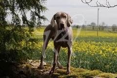 Weimaraner