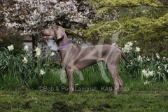 Weimaraner