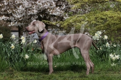 Weimaraner