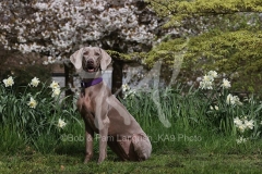 Weimaraner