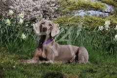 Weimaraner