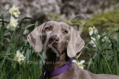 Weimaraner