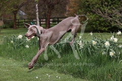 Weimaraner