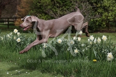 Weimaraner