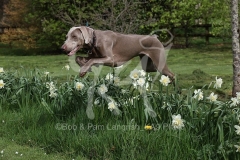 Weimaraner