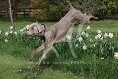 Weimaraner