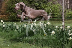 Weimaraner