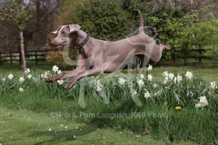 Weimaraner