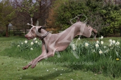 Weimaraner