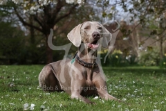 Weimaraner