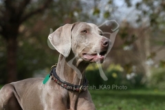 Weimaraner