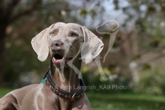 Weimaraner