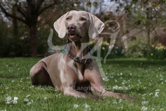 Weimaraner