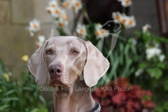 Weimaraner