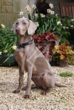 Weimaraner