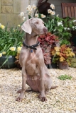 Weimaraner
