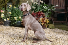 Weimaraner