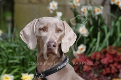 Weimaraner
